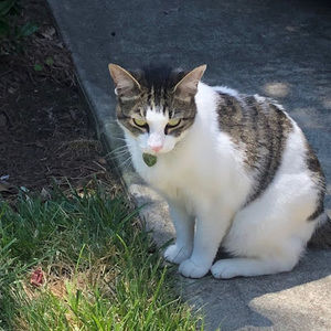 Meet your Posher, Peyton